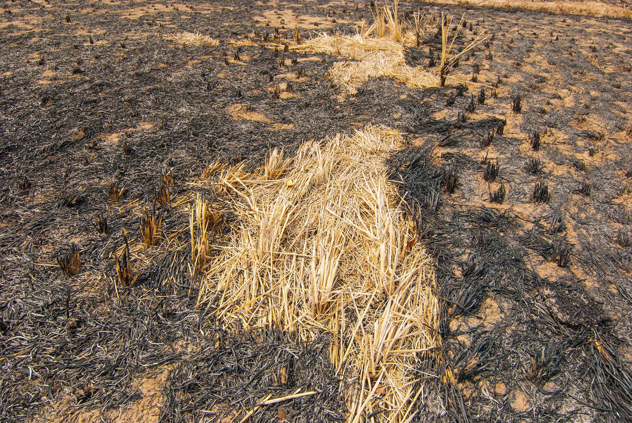 Indian rice farmers have to harvest their crops three times a year, so there is little time between the growing seasons. Often, the so-called “stubble burning” is their only way out