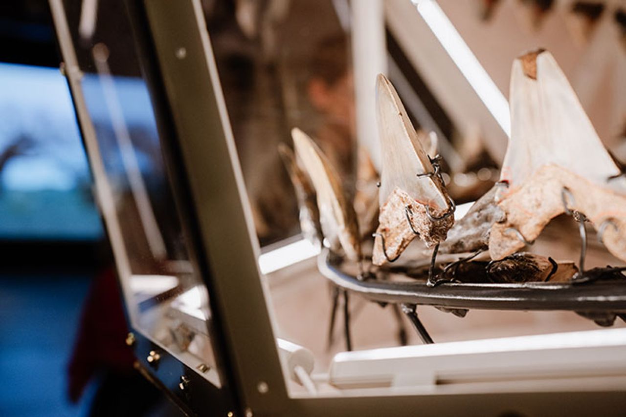 Close up tanden in facetgeraamte giants